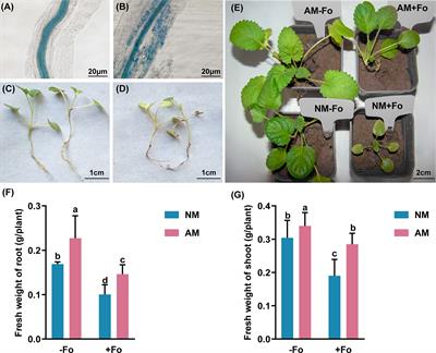 Arbuscular mycorrhizal fungi enhance disease resistance of Salvia miltiorrhiza to Fusarium wilt